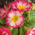 Primula hybrida 'Joker melange'